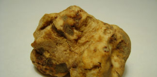 Mostra Nazionale del Tartufo Bianco Pregiato delle Marche 1411 0 Mostra Nazionale del Tartufo Bianco Pregiato delle Marche